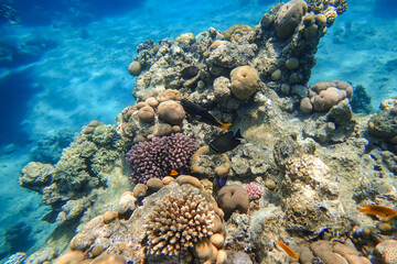 Amazing underwater world of the Red Sea a flock of tropical fish swim near the coral on the bottom