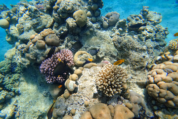 Amazing underwater world of the Red Sea tropical fish of different colors collect food near the coral