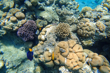 Amazing underwater world of the Red Sea tropical fish swim between the corals hiding behind them