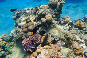 Fototapeta na wymiar Amazing underwater world of the Red Sea a lot of tropical fish of different colors swim between the coral at the bottom of the sea