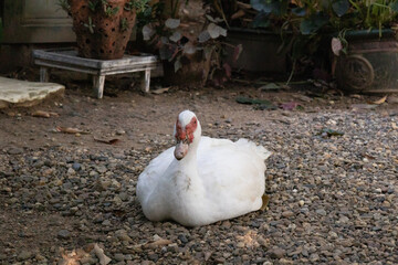 Close up White Duck Sitting on the Ground