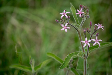 Flores lilas silvestres en el campo
