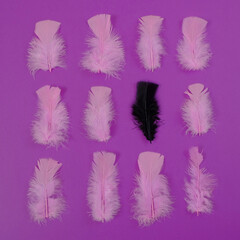 Light pink feathers and one black feather on a purple violet background. Equality, diversity concept. Minimal style.