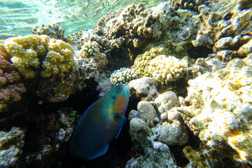 Amazing underwater world of the Red Sea beautiful tropical fish hid in the corals and looks out