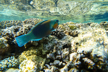 Amazing underwater world of the Red Sea beautiful blue green fish swims under the surface near coral