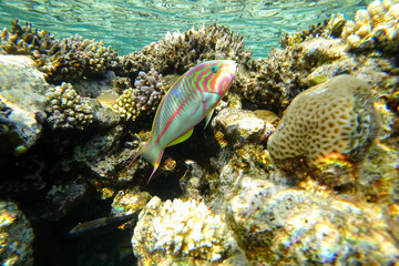 Fototapeta na wymiar Amazing underwater world of the Red Sea tropical fish colorful close-up that swim near the coral
