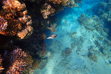 Amazing underwater world of the Red Sea in the distance, tropical fish swim at the bottom