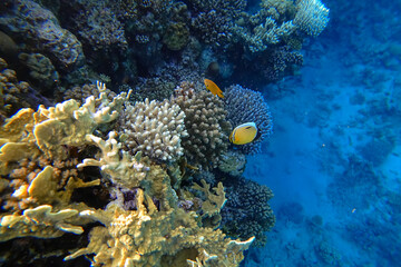 Amazing underwater world of the Red Sea in the distance, tropical fish swim at the bottom