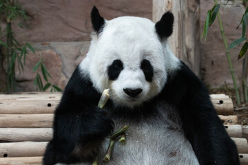 Fluffy Panda holding bamboo shoot