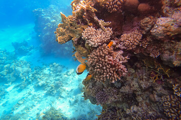 Naklejka na ściany i meble Amazing underwater world of the Red Sea near huge corals colorful tropical fish swim on which the rays of the sun fall