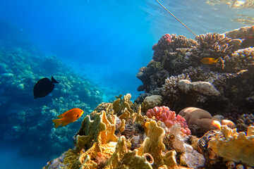 The amazing underwater world of the Red Sea, next to the colorful corals, a flock of fish swims on...