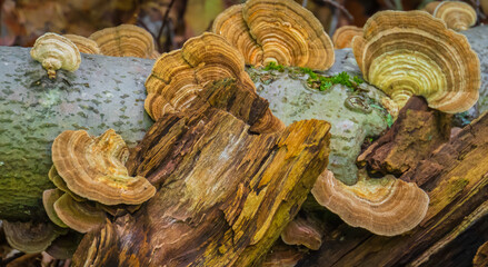 mushrooms in the woods 
