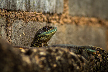 lizard on the stone