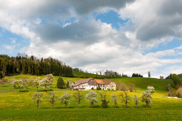 Obraz premium Baumblüte im Mostviertel, Österreich