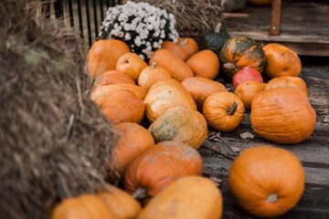 Autumn pumpkins isolated in barn