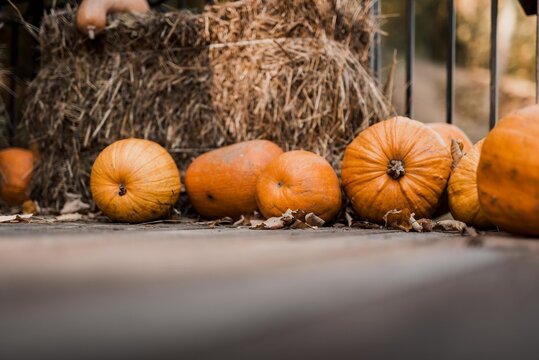 Autumn pumpkins isolated in barn