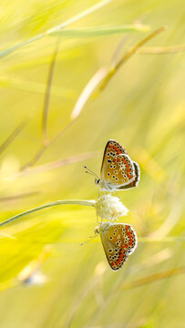 Amazing beautiful colorful natural scenery. Immortelle flower and two romantic couple butterflies in rays of summer sunset in nature macro. Atmospheric golden hour photo, gentle artistic image.