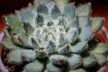 Echeveria setosa deminuta