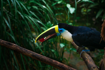 Close up of a colourful toucan sitting on a tree branch while eating a tropical grape in the jungle. Latin america wildlife and natural sanctuaries concept. Amazon rainforest fauna. Exotic bird. 