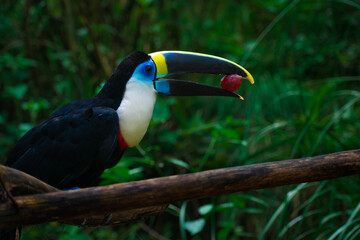Close up of a colourful toucan sitting on a tree branch while eating a tropical grape in the jungle. Latin america wildlife and natural sanctuaries concept. Amazon rainforest fauna. Ornithology.