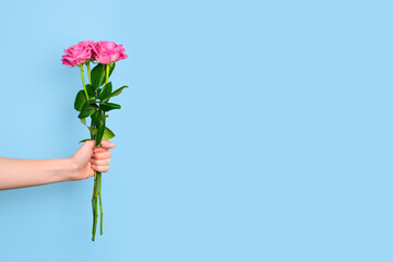 Tender pink roses bouquet in hand isolated on blue background. Trendy banner for Valentines Day,...