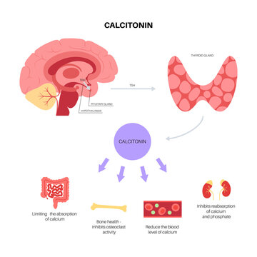 calcitonin thyroid hormone
