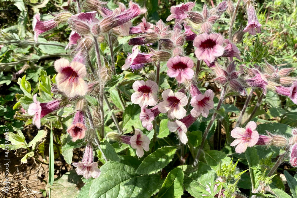 Sticker Beautiful Rehmannia glutinosa grass with beautiful delicate pink flowers growing in spring field