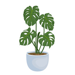 Monstera flower in a flowerpot, pot.Vector graphics on a white background.