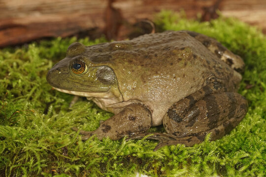 Closeup on a subadult North American Bullfrog , Rana catesbeiana sitting on green moss