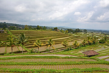 Fototapeta na wymiar Reisterrassen auf Bali, Indonesien