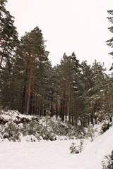pinos con nieve