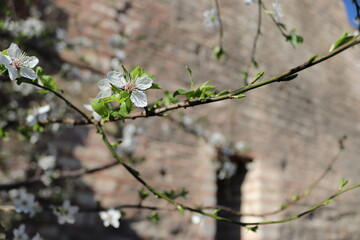 blooming tree in spring