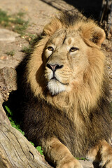 Lion , king isolated , Portrait Wildlife animal	