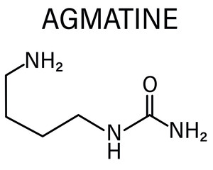 Agmatine or (4-aminobutyl)guanidine molecule. Skeletal formula.