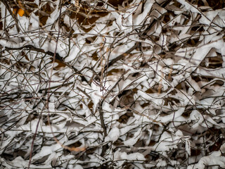A snow-covered branch. Beautiful winter landscape with snow-covered trees. evening photo
