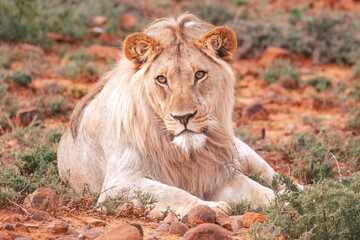 Lions in South Africa 