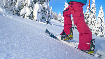 CLOSE UP: Woman splitboarding in Bohinj treks up hill covered in fresh snow.