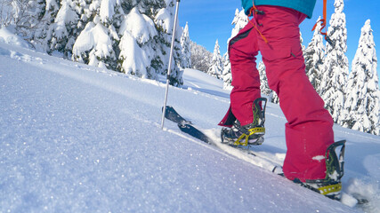 CLOSE UP: Woman splitboarding in Bohinj treks up hill covered in fresh snow.
