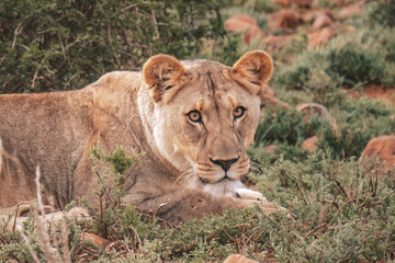 Fototapeta na wymiar Lions in South Africa 