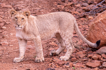 Lions in South Africa 