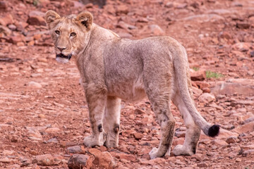 Lions in South Africa 