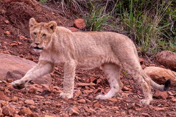 Lions in South Africa 