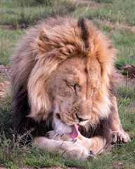 Lions in South Africa 