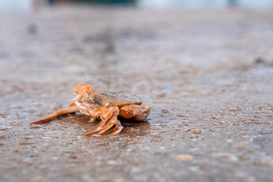 Dead crab on concrete wet floor at dock, seafood on wet flooring