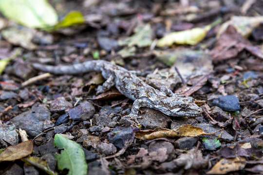 Forest Gecko, native to New Zealand, on the forest floor.