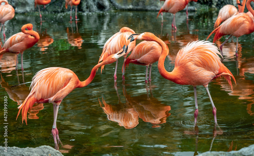 Sticker Phoenicopterus ruber in captivity.