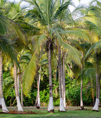palmeras del caribe 