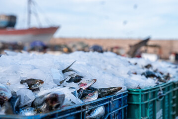 Assortment of raw fish and seafood with ice for transport and sale at harbor, Crates of fishes on...