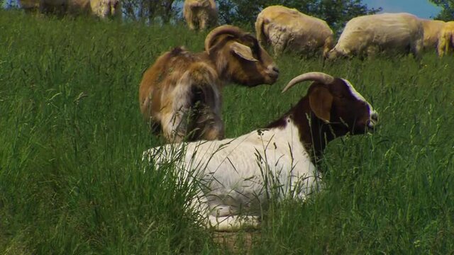pull out of goats and sheep laying in a feild of tall grass