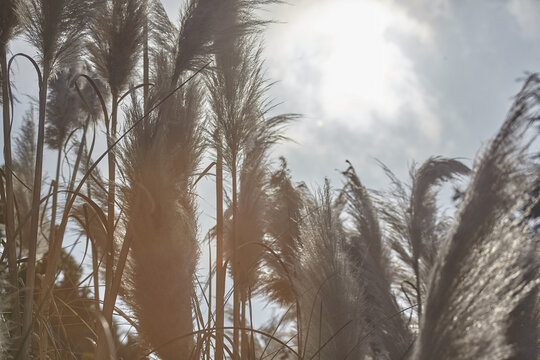 Pamaps grass with bushy feathers